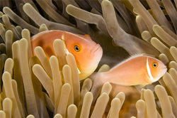 pink-anemone-fish-micronesia-1047760-ga.jpg