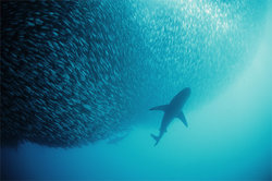 sardines-shark-south-africa-707706-ga.jpg