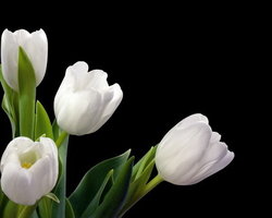 белые тюльпаны.jpg