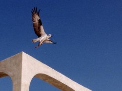 Osprey.jpg