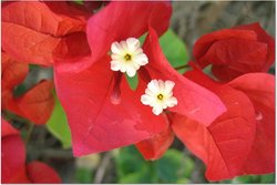 red%20bouganvilla.jpg