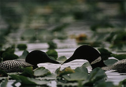 common-loons-moose-lake-100452-ga.jpg