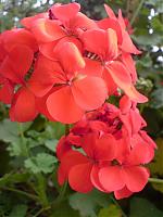 DSC00170.jpg