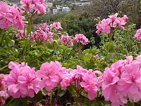 DSC00175.jpg