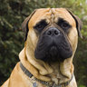 Bullmastiff