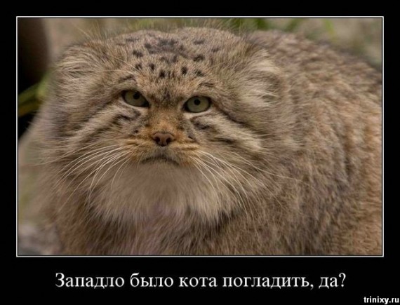 1224244630_Koteg_snova.jpg