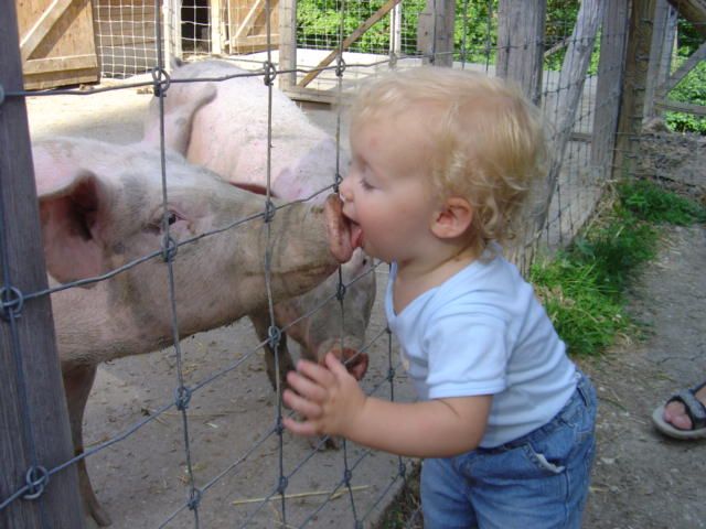 pigs.jpg