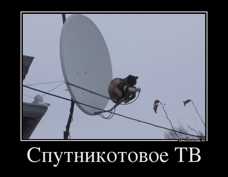 98130814_sputnikotovoe-tv.jpg